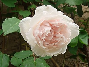 1 Picture 1 Word Crumpled Flower