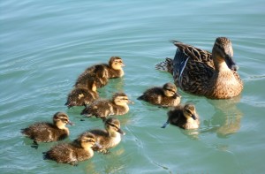 1 Picture 1 Word Duck Family
