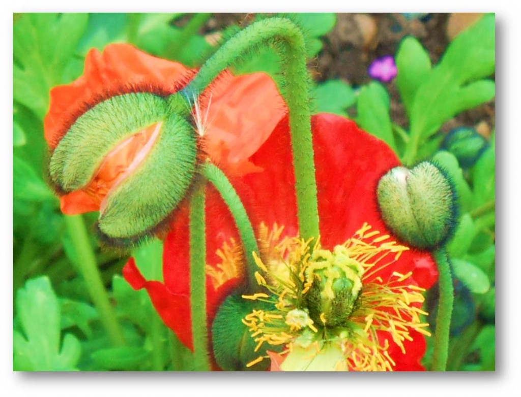 1 Picture 1 Word Flower Birth