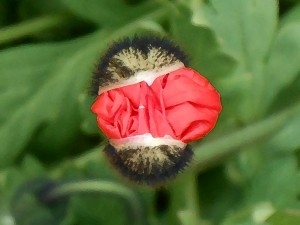 Flower WakeUp