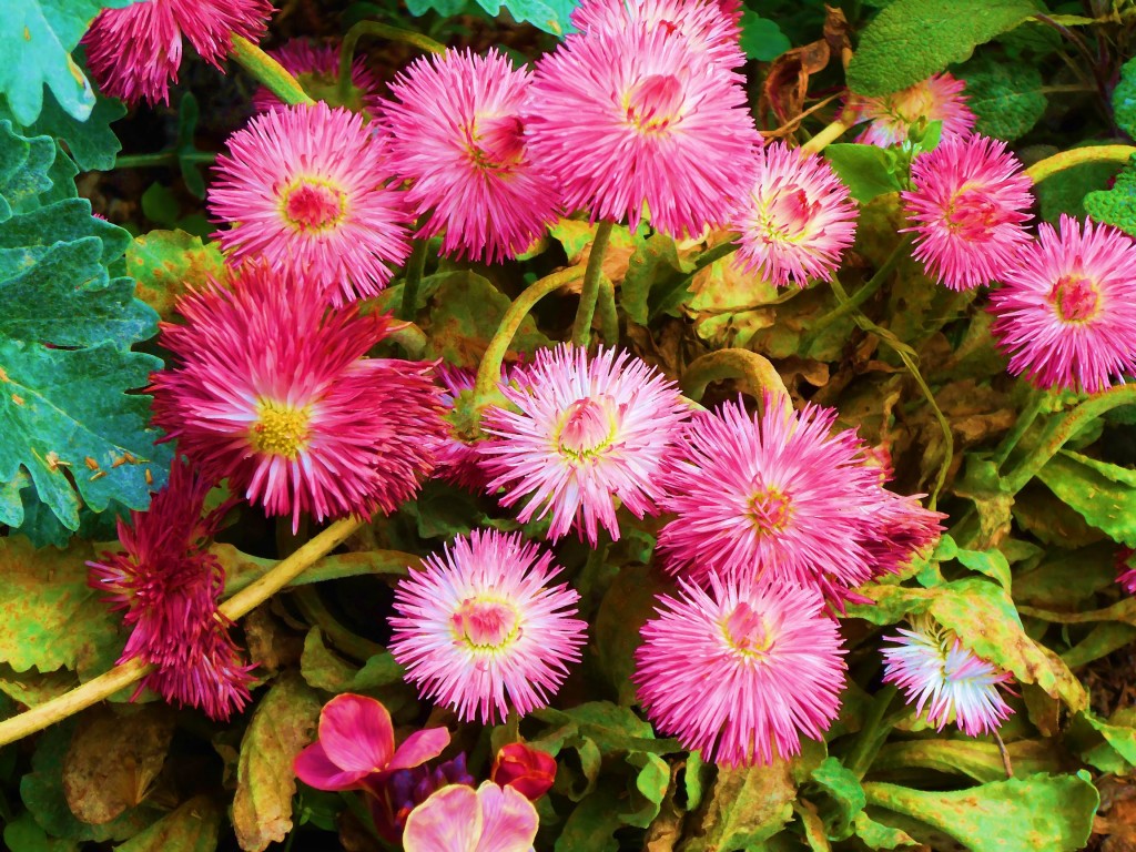 1 Picture 1 Word Flowers Fireworks
