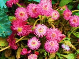 Flowers Fireworks