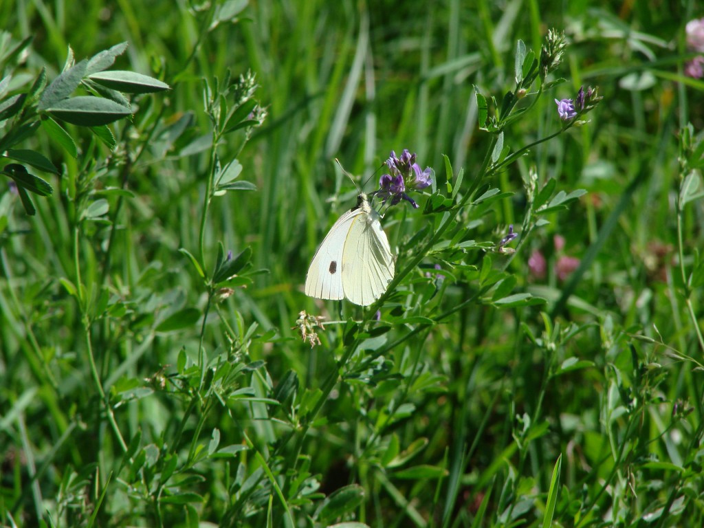 1 Picture 1 Word Happy Butterfly