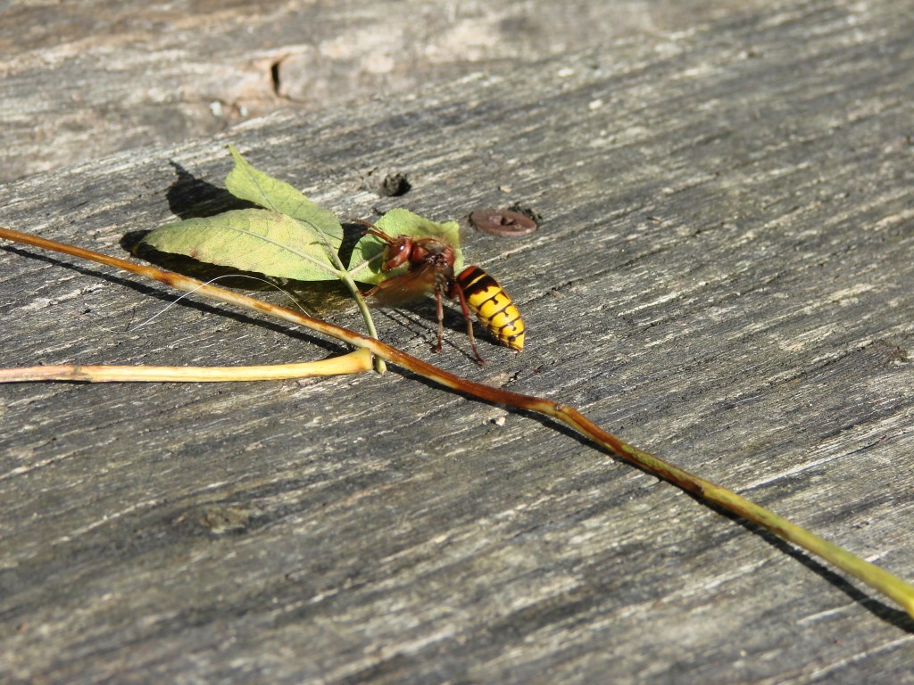 Hornet activity