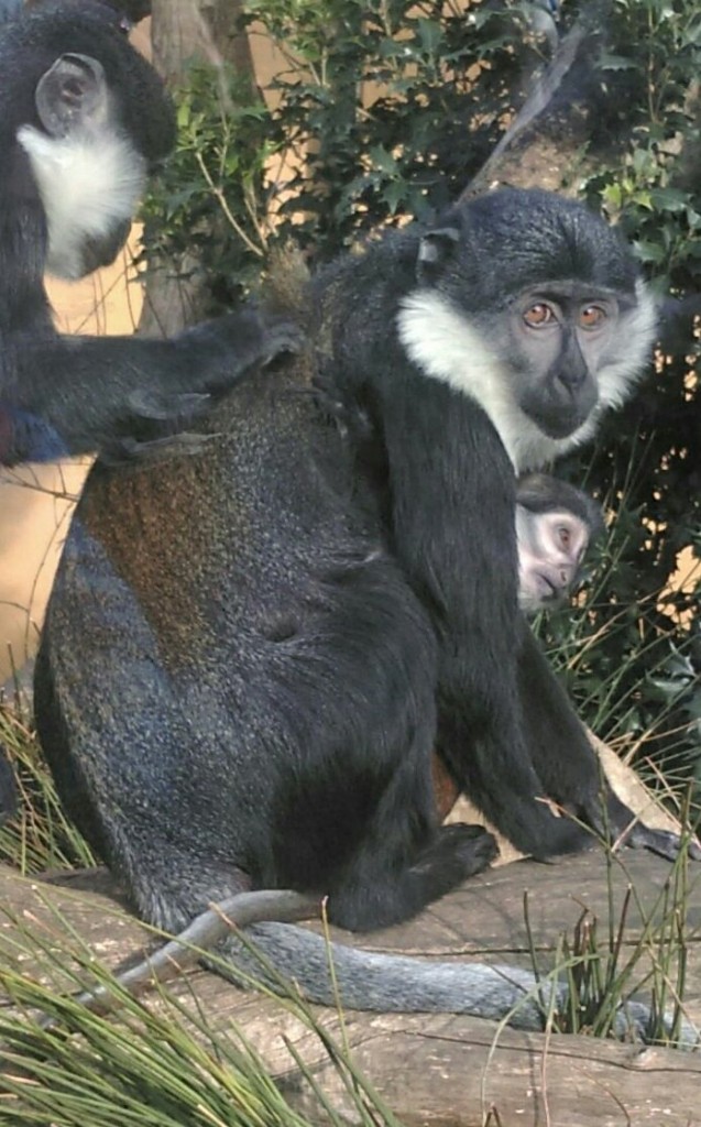 Look Monkey