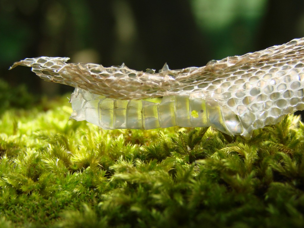 1 Picture 1 Word Snake Skin
