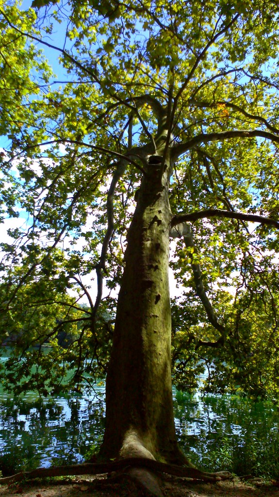 Tree Passion