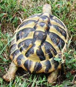 Turtle Way