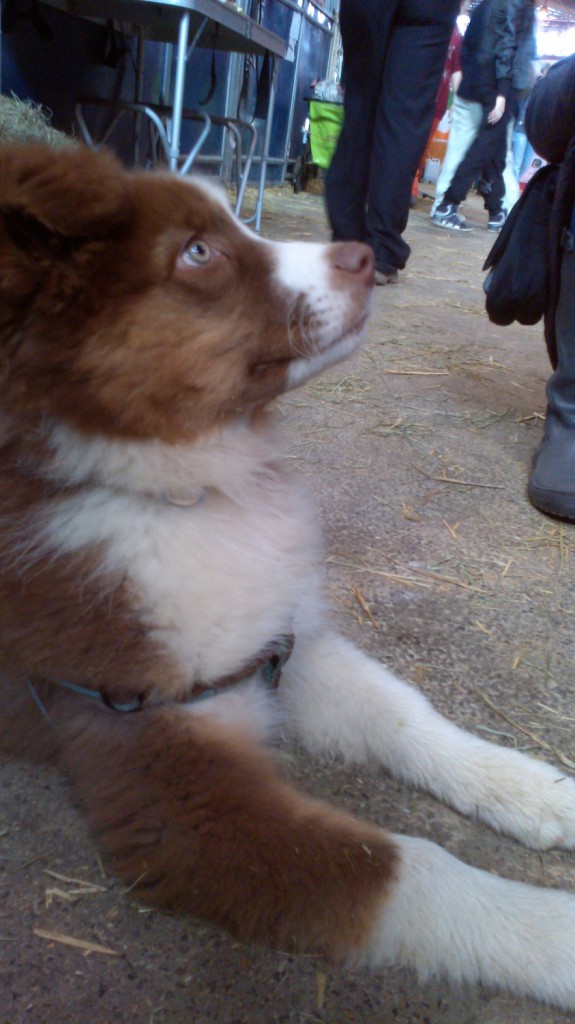 dog desire