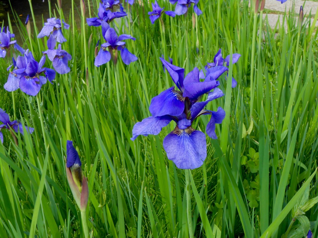 Blue Iris