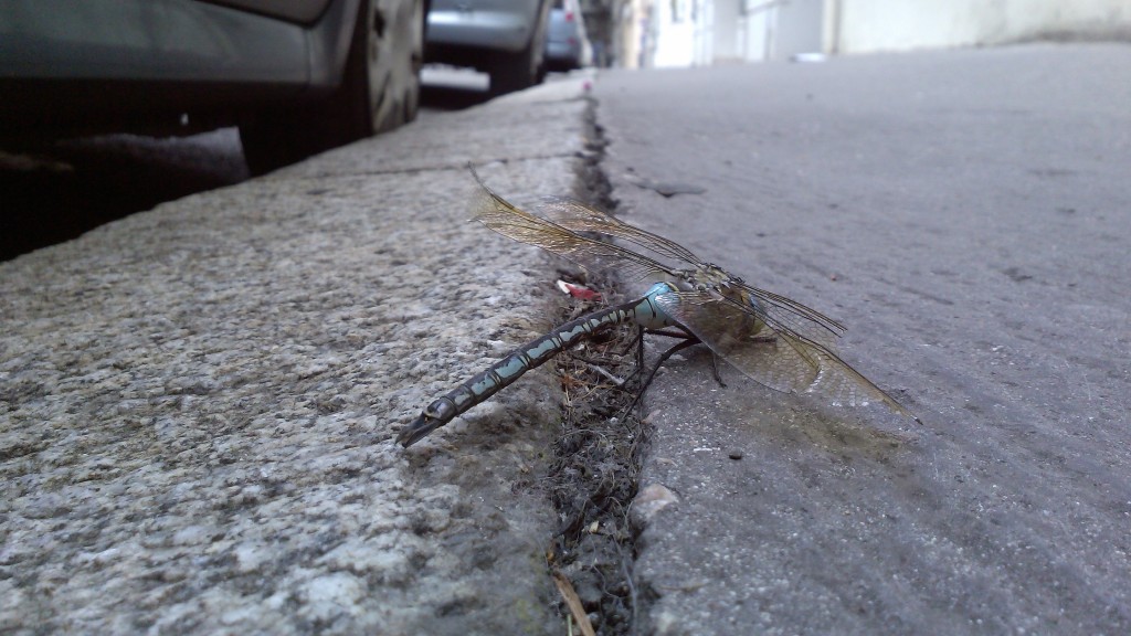 1 Picture 1 Word Dragonfly Landing