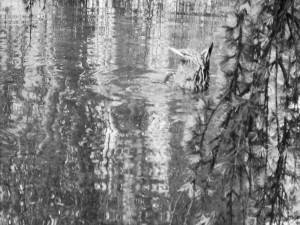 1 Picture 1 Word Duck Back