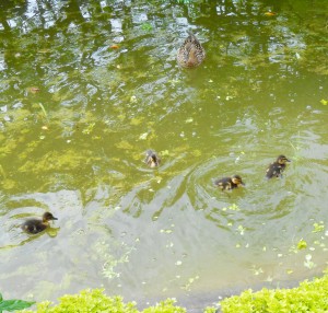 1 Picture 1 Word Duck Family