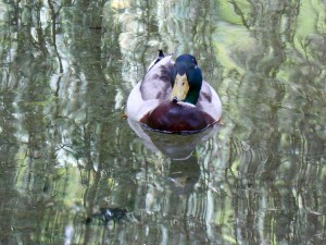 1 Picture 1 Word Duck Look