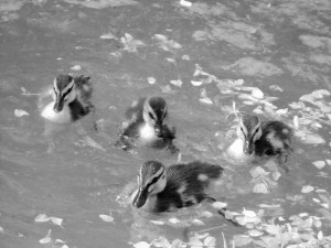 1 Picture 1 Word Duckling in B & W