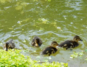 1 Picture 1 Word Duckling activities