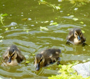 1 Picture 1 Word Duckling bathing
