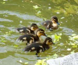 1 Picture 1 Word Duckling meeting