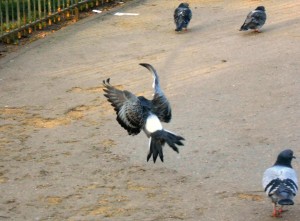 1 Picture 1 Word Flying Pigeon