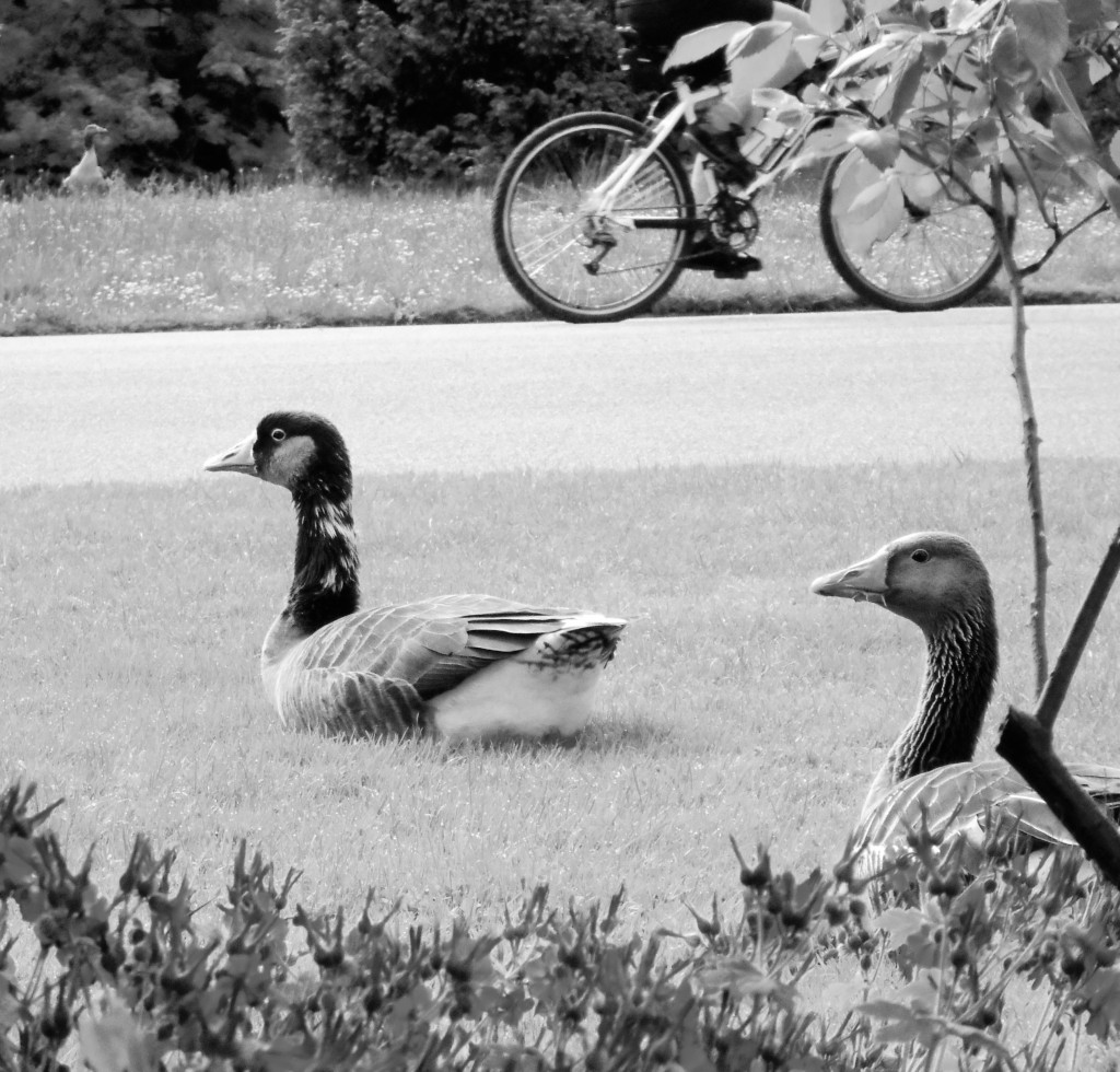 1 Picture 1 Word Goose Story