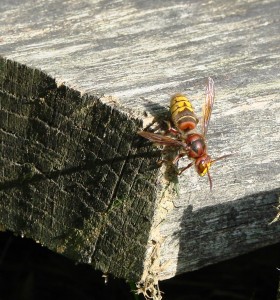 1 Picture 1 Word Hornet imbalance