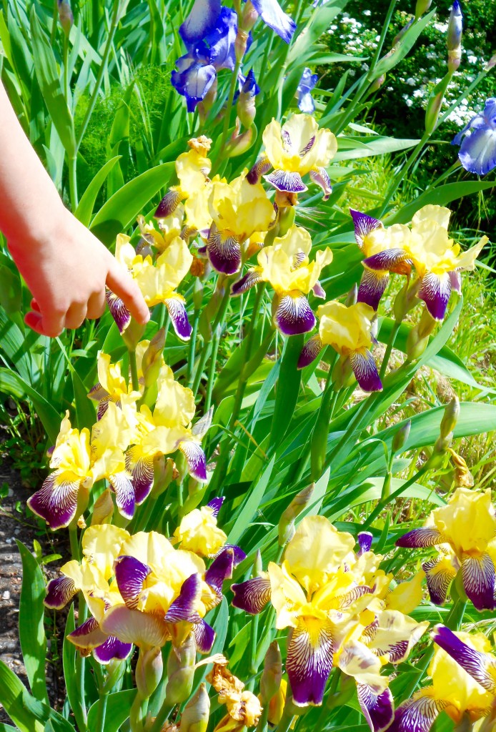 Iris Choice