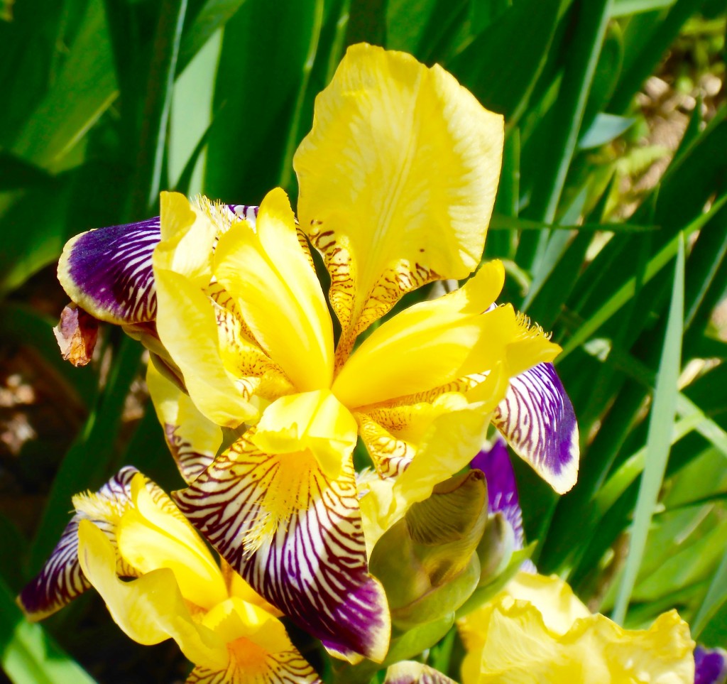 Iris Temptation