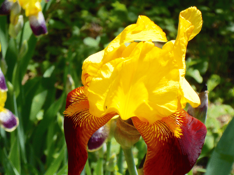 Iris