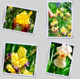 Iris