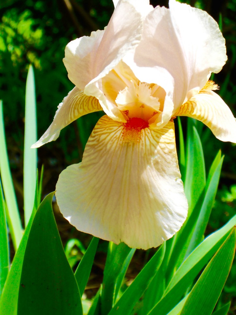 Lovely Iris