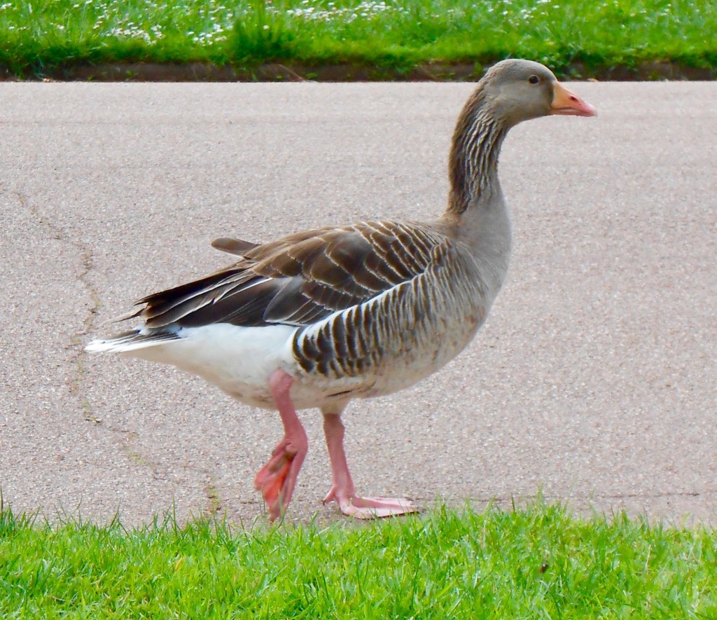 1 Picture 1 Word Race Goose 1