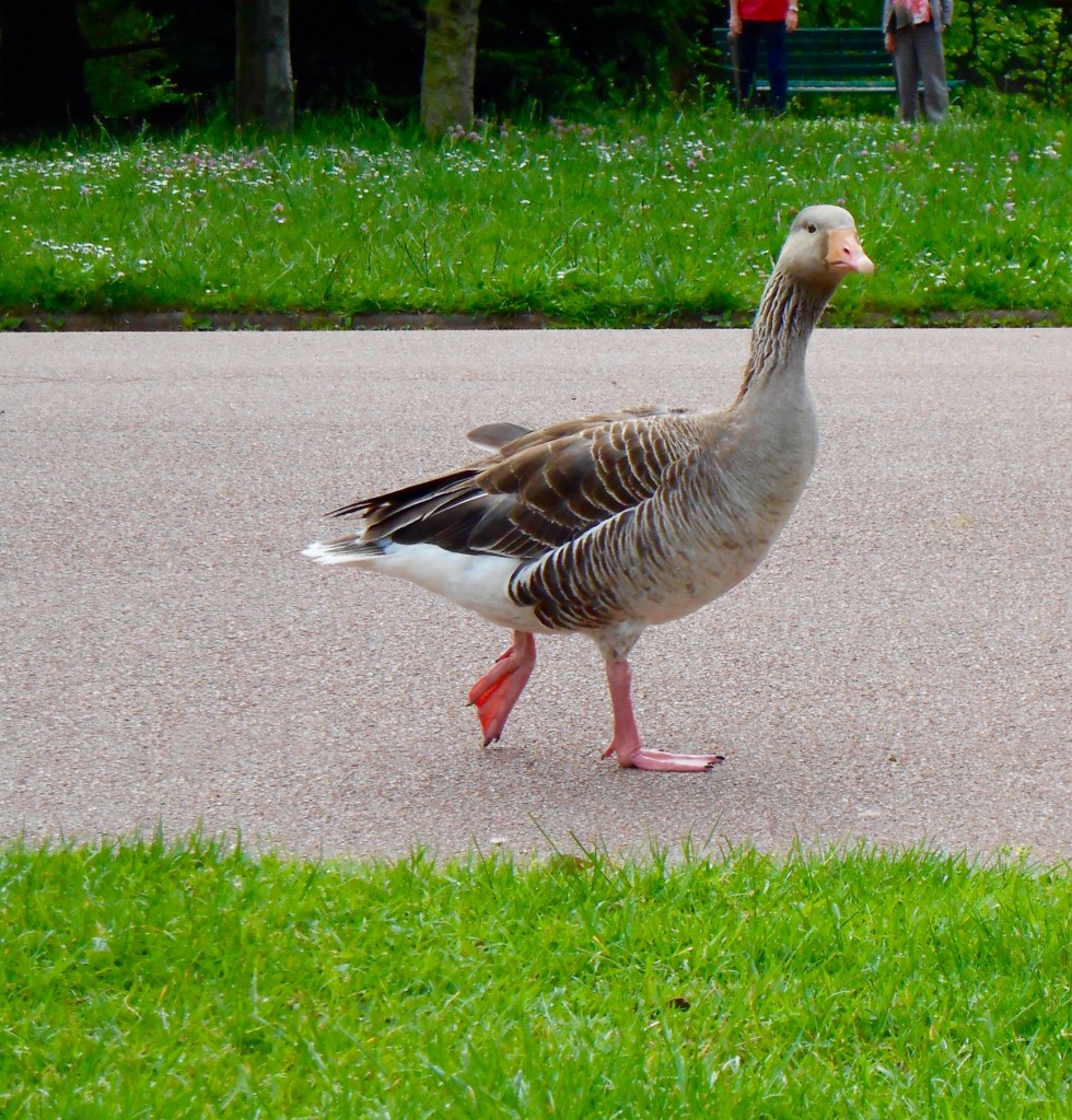 1 Picture 1 Word Race Goose