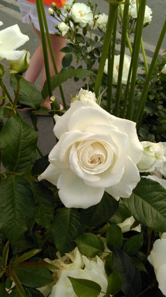 1 Picture 1 Word Rose Story (10)