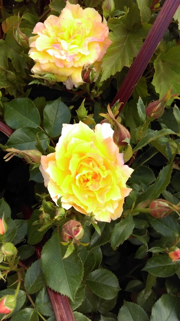 1 Picture 1 Word Rose Story (12)