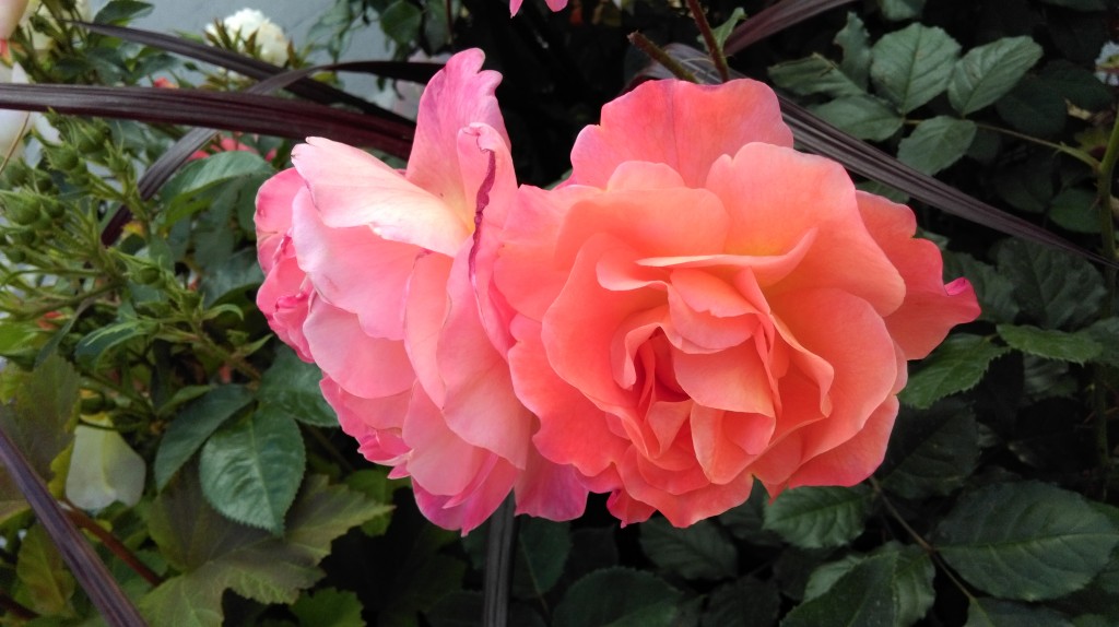 1 Picture 1 Word Rose Story (13)