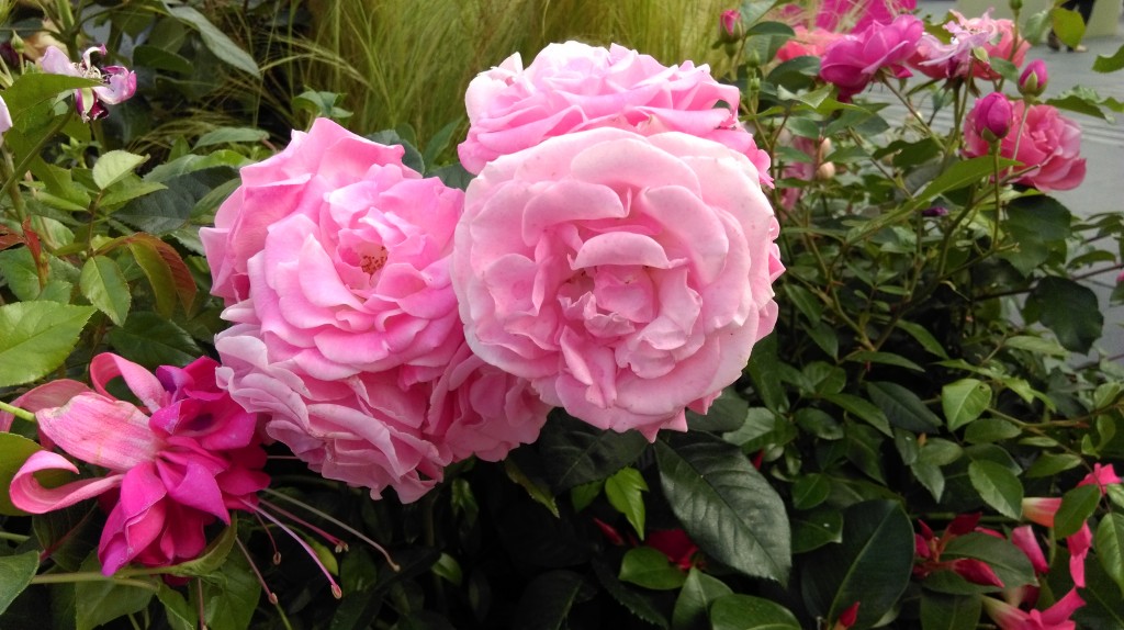 1 Picture 1 Word Rose Story (14)