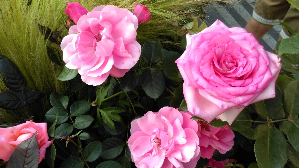 1 Picture 1 Word Rose Story (3)