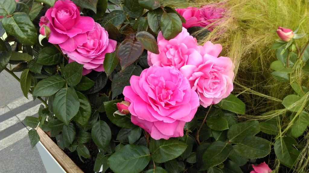 1 Picture 1 Word Rose Story (4)