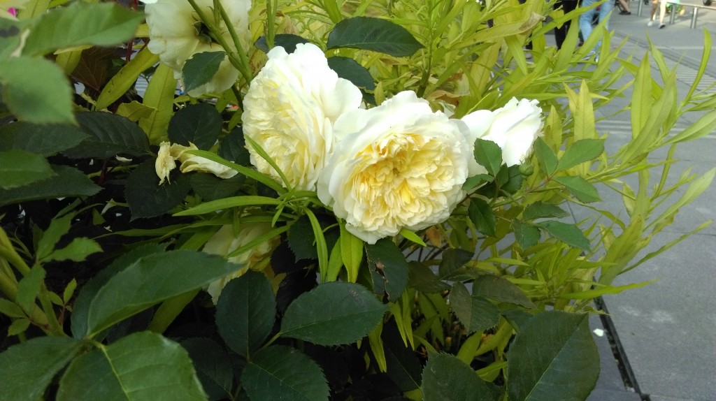 1 Picture 1 Word Rose Story (5)
