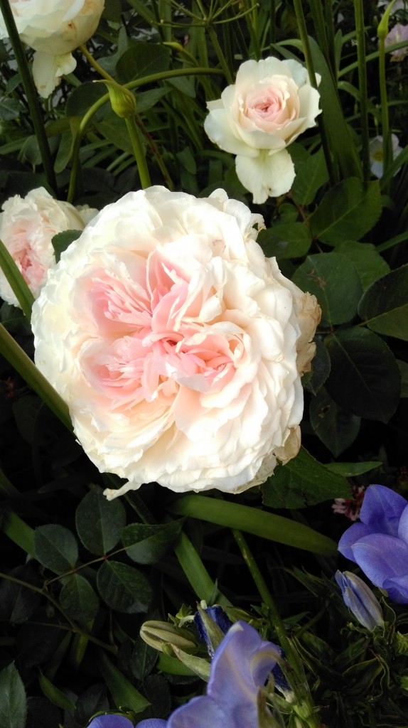 1 Picture 1 Word Rose Story (6)