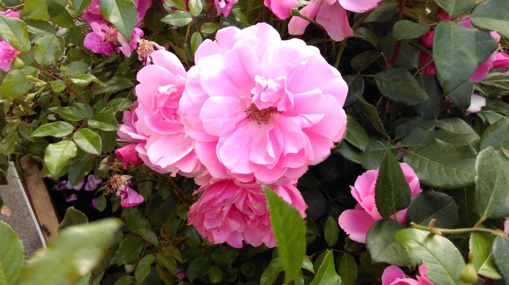 1 Picture 1 Word Rose Story (7)