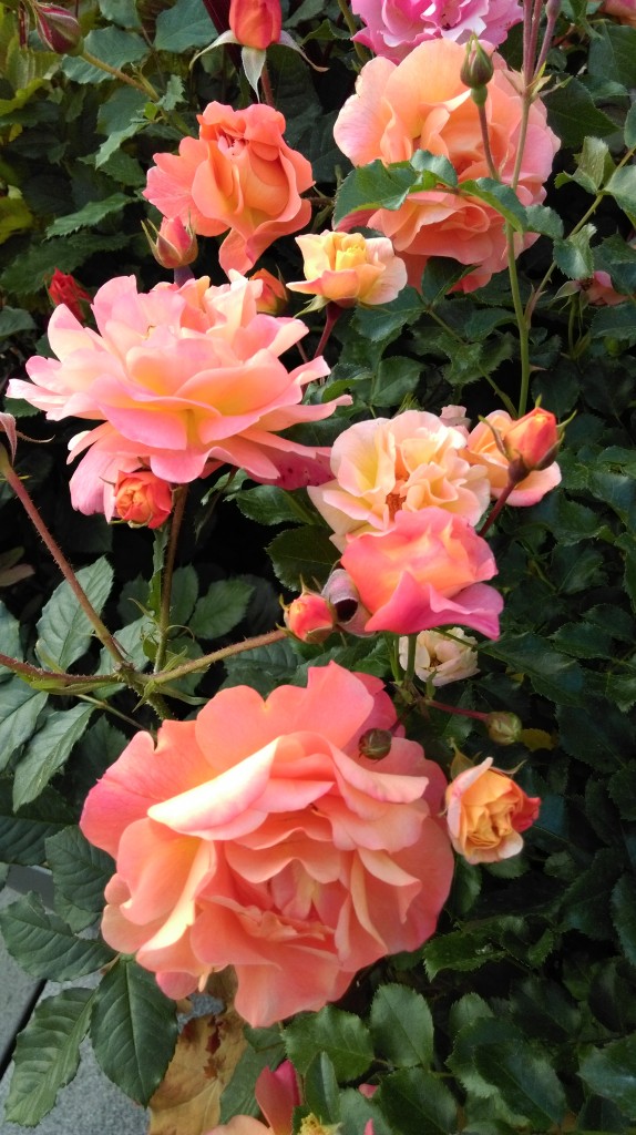 1 Picture 1 Word Rose Story (9)