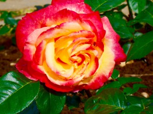 1 Picture 1 Word Rose Story Bicolor