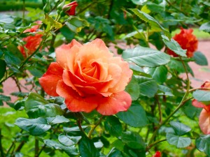 1 Picture 1 Word Rose Story Coral