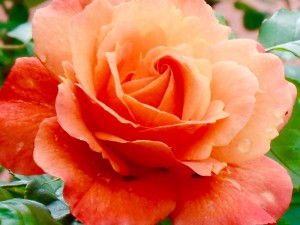 1 Picture 1 Word Rose Story Coral1