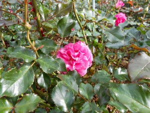1 Picture 1 Word Rose Story Pink 3