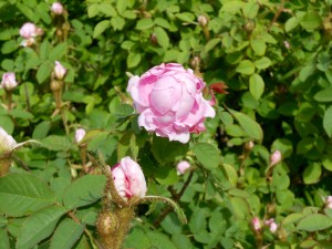 1 Picture 1 Word Rose Story Pink Effect