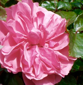 1 Picture 1 Word Rose Story Pink attitude
