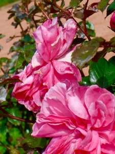 1 Picture 1 Word Rose Story Twin Rose