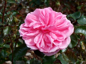 1 Picture 1 Word Rose Story for ever